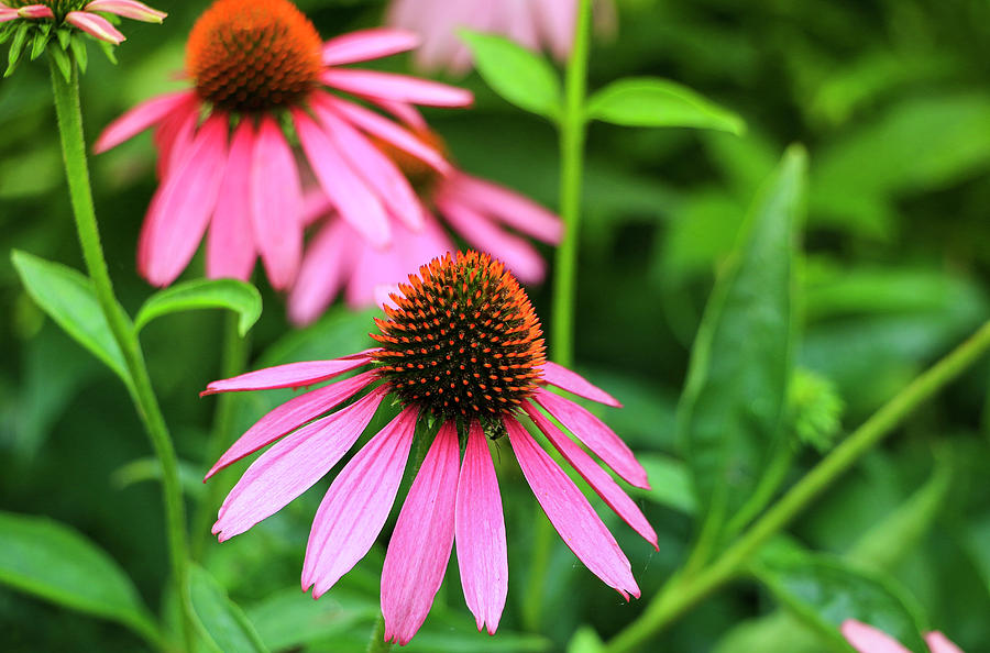 Bright Pink Coneflower Photograph by Dawn Richards