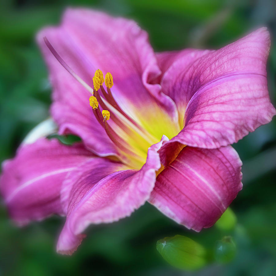 Bright Pink Day Lily Square Photograph by Teresa Wilson