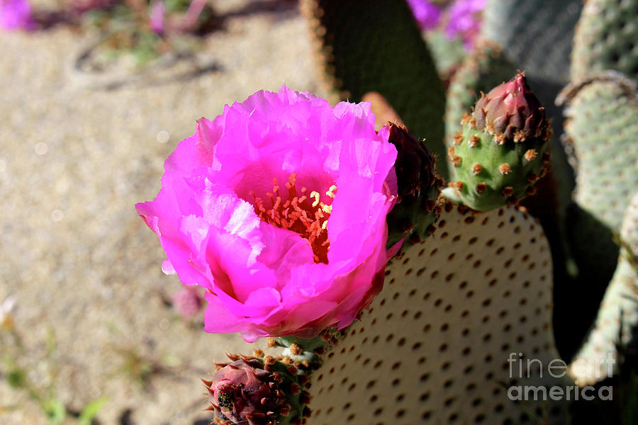 Bright Pink Desert Flower Photograph by Katherine Erickson
