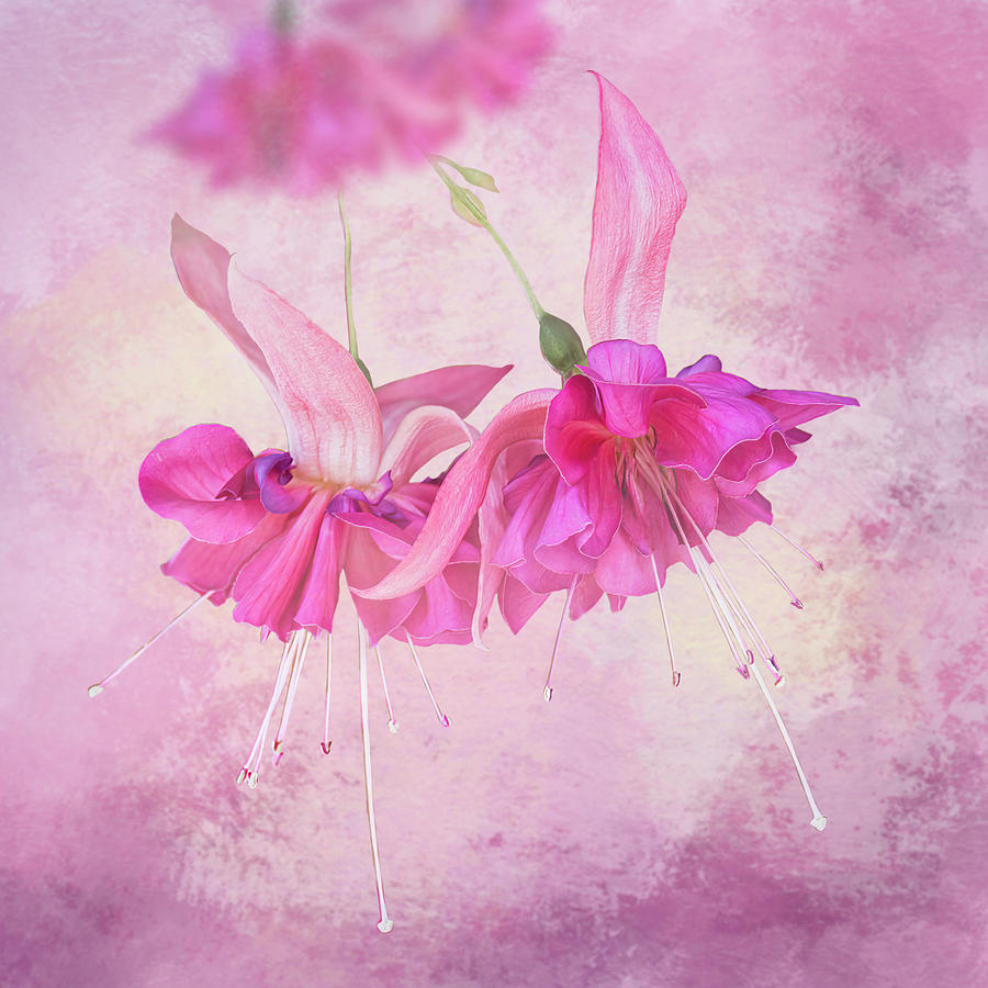 Bright Pink Fuchsia Flowers - Square Photograph