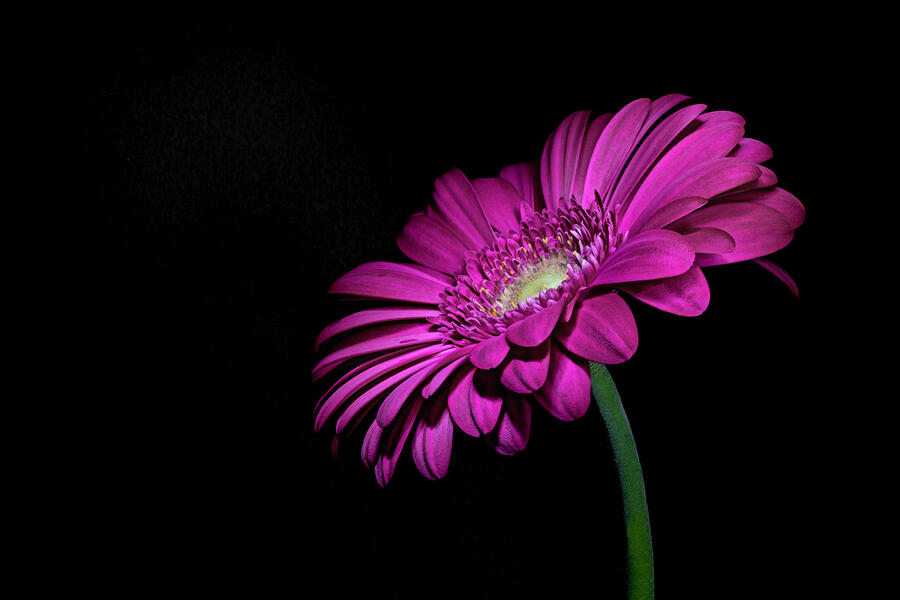 Bright Pink Gerbera Photograph by Sandi Kroll