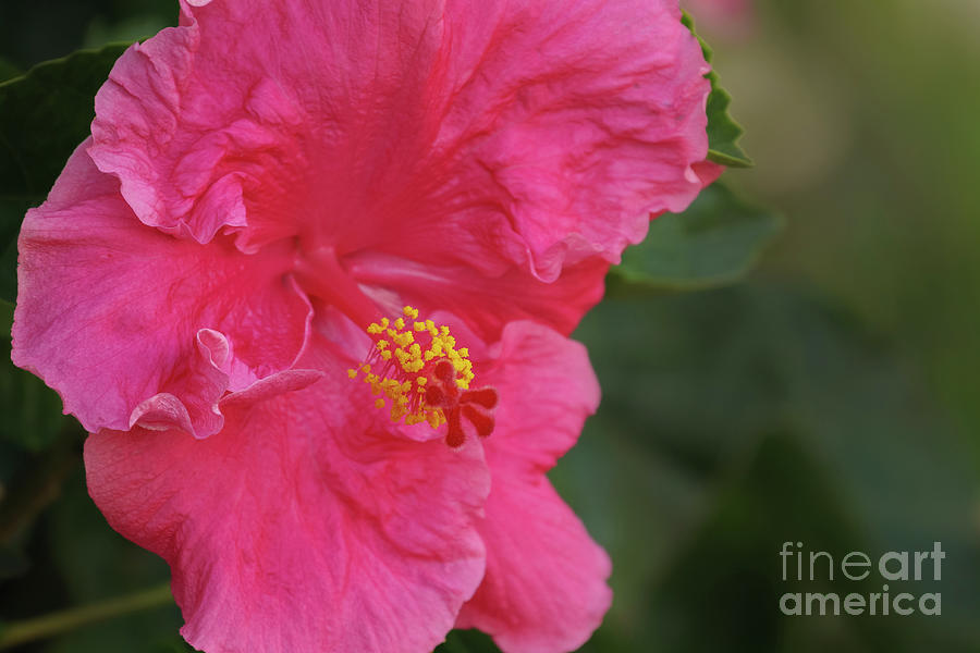 Bright Pink HIbiscus Blossom Photograph by Nancy Gleason