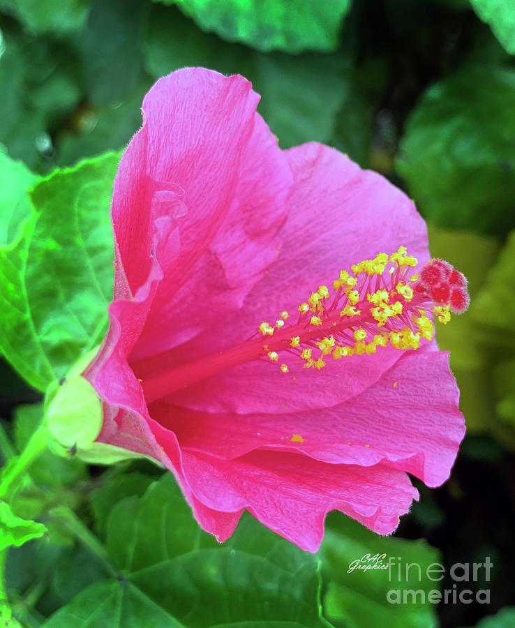 Bright Pink Hibiscus Photograph by CAC Graphics