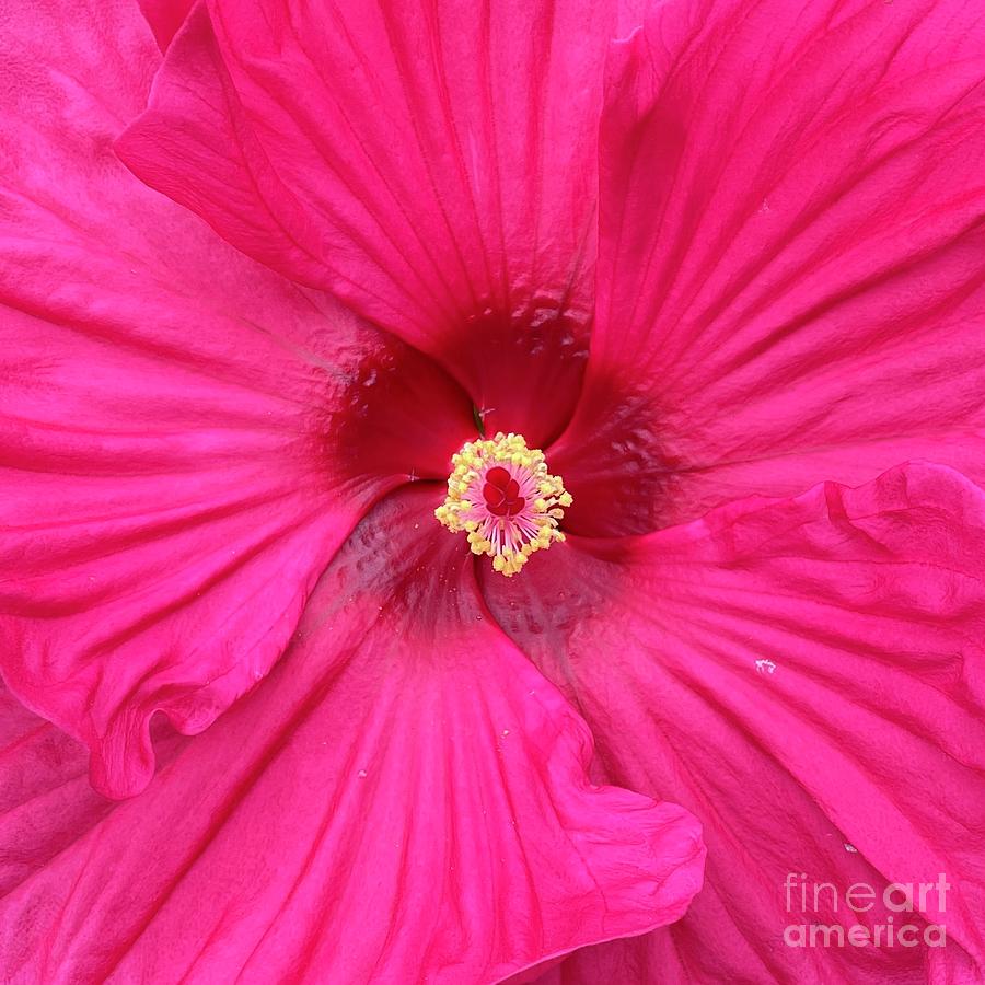 Bright Pink Hibiscus Macro Square Photograph by Carol Groenen