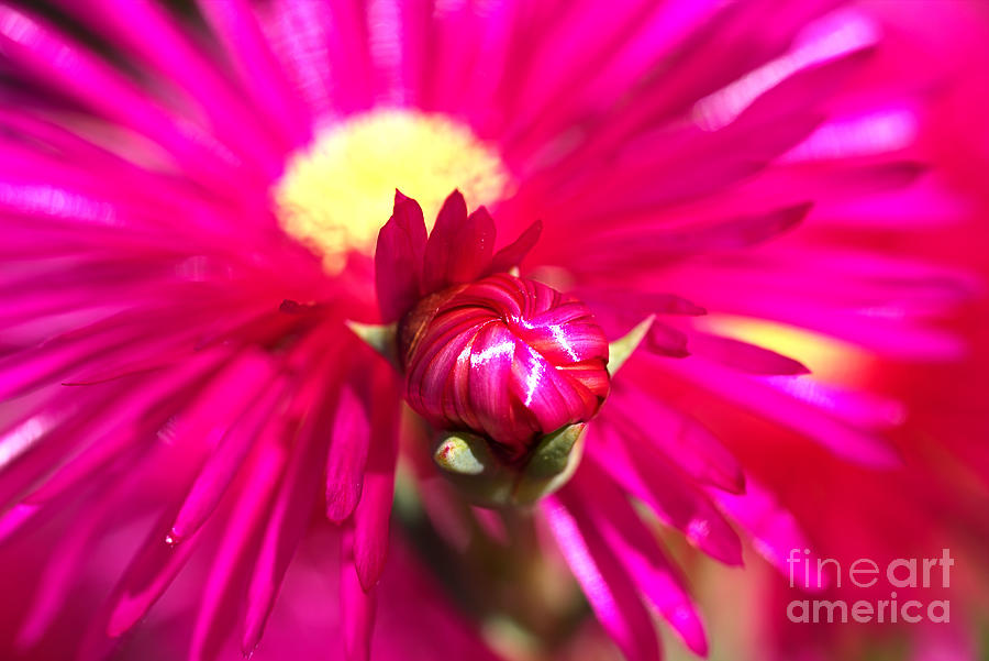 Bright Pink Ice Plant/Pigface Flower Photograph by Joy Watson