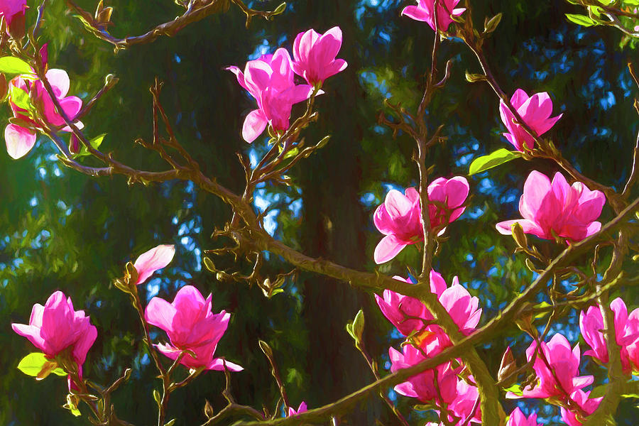 Bright Pink Magnolias Painted Photograph by Bonnie Follett
