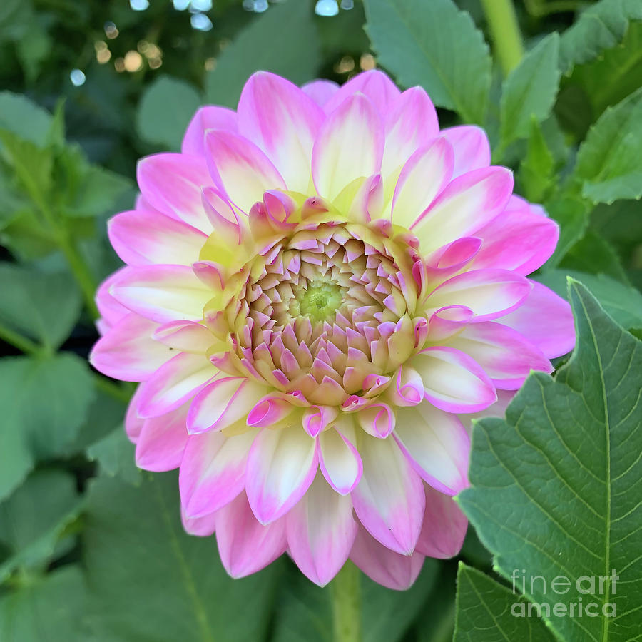 Bright Pink, Yellow And White Dahlia Bloom Digital Art by Kirt Tisdale