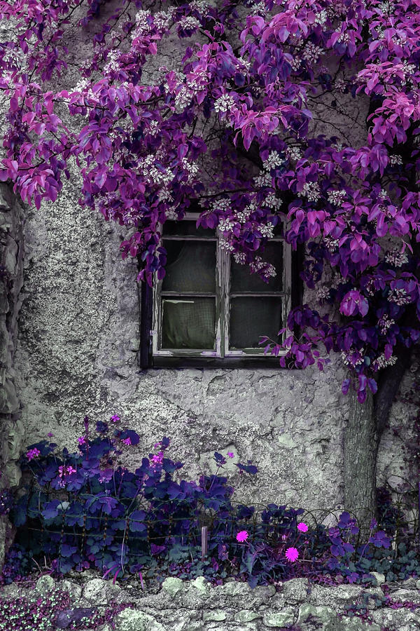 Bright Purple Vines Photograph by Brooke T Ryan