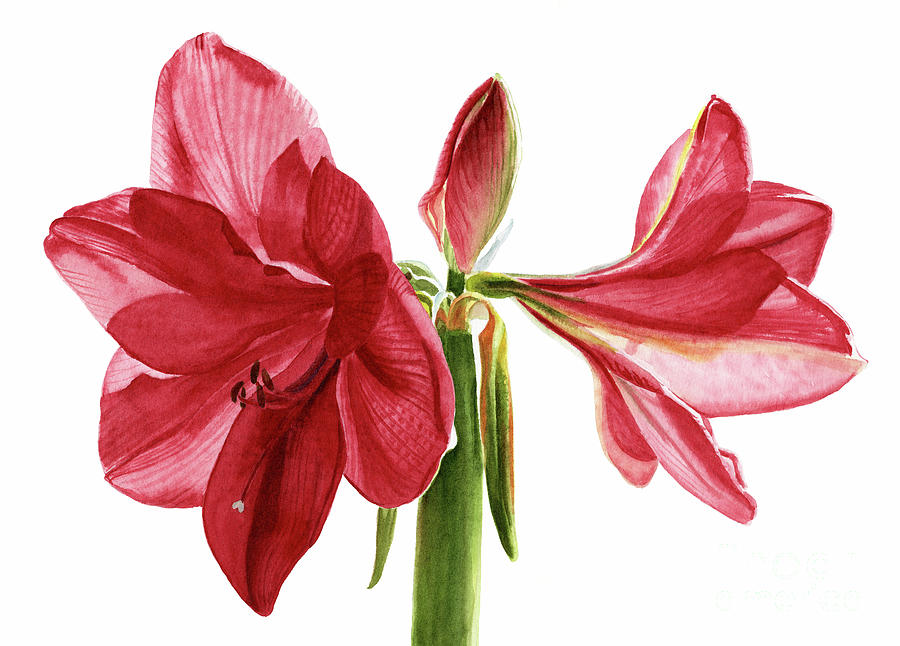 Bright Red Amaryllis with White Background Painting by Sharon Freeman