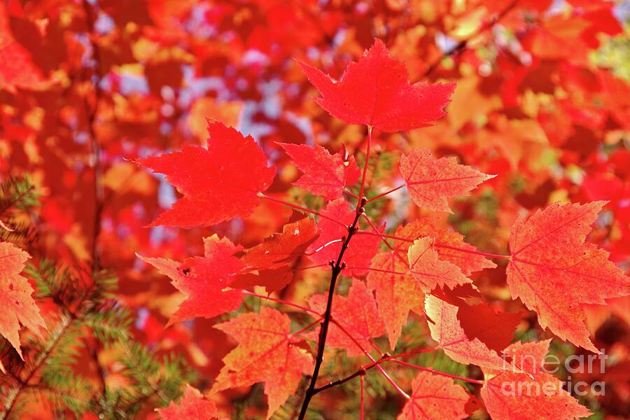 Red and Orange Autumn Photograph by Scott Mason Photography - Fine Art ...