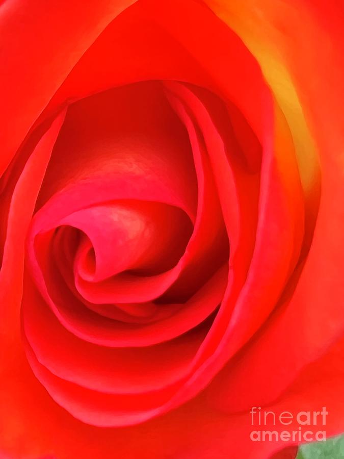 Nature Photograph - Bright Red and Orange Rose by Saving Memories By Making Memories