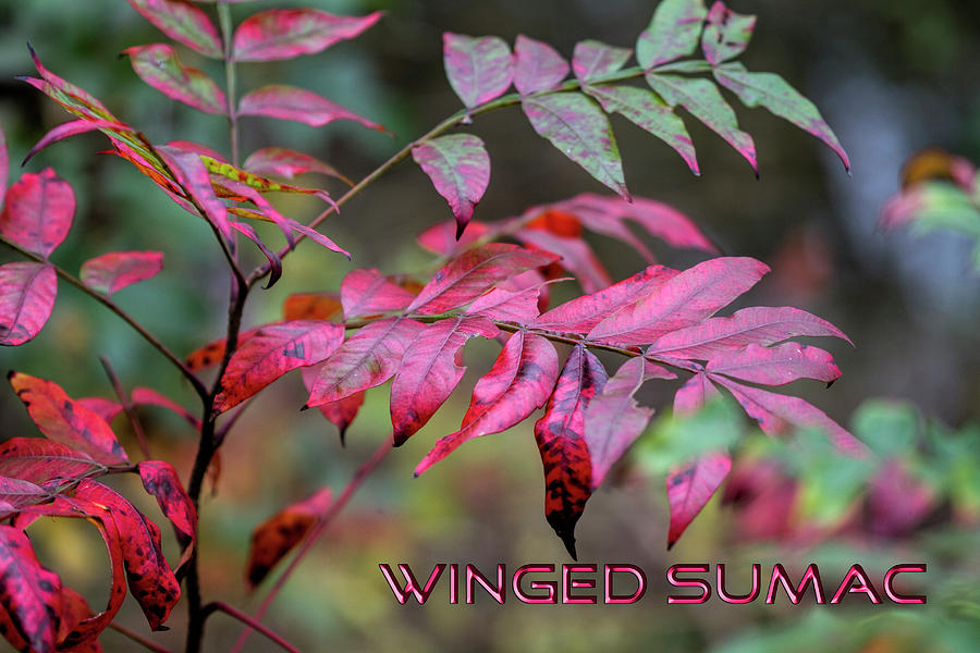 Bright Red Autumn Winged Sumac  Photograph by Kathy Clark