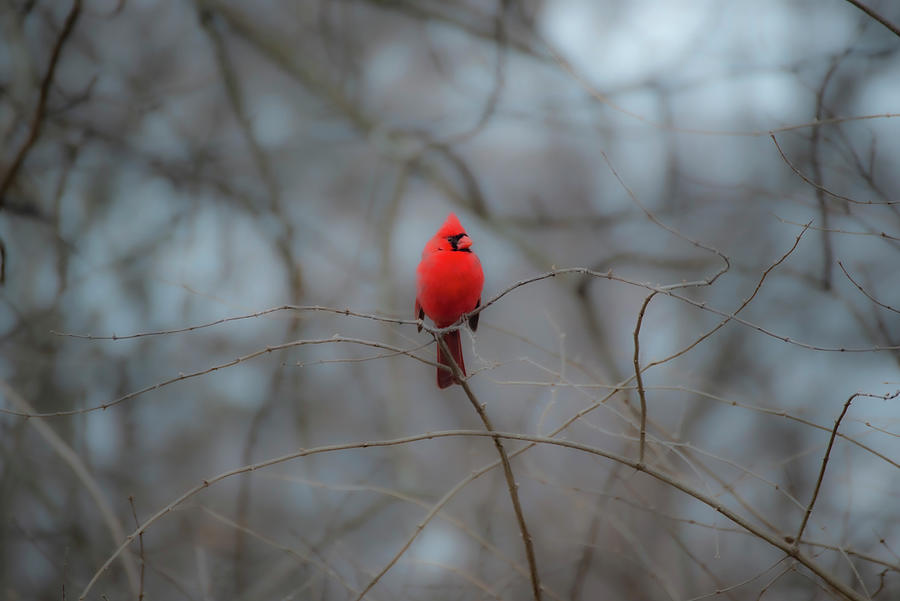 Bright Red Cardinal Photograph by Diane Lindon Coy