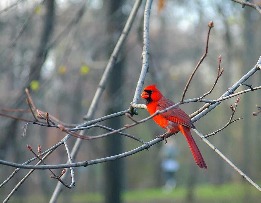 Bright Red Cardinal in Central Park Photograph by Matthew Bamberg