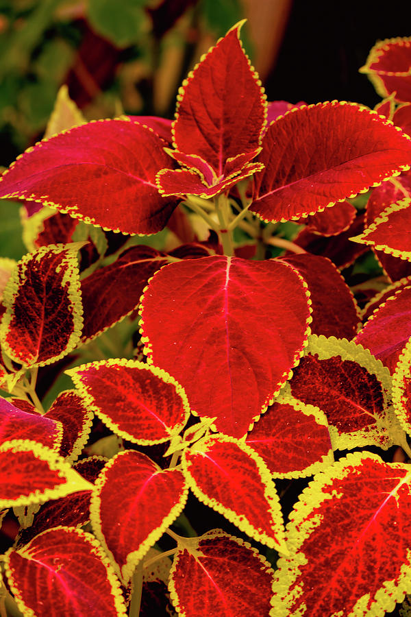Bright Red Coleus Photograph by Cindy Robinson