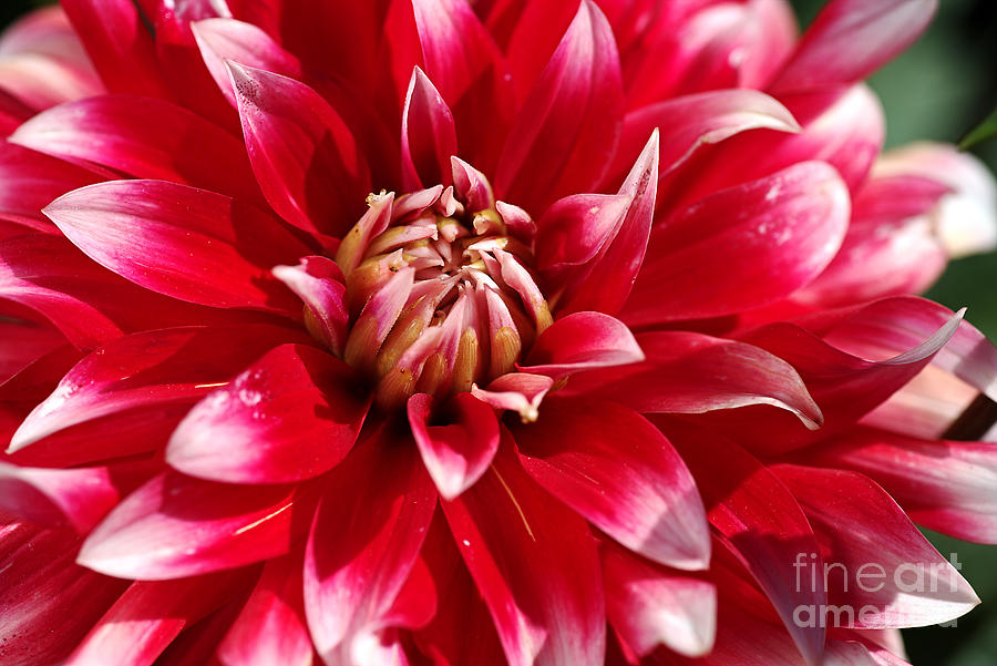 Nature Photograph - Bright Red Dahlia by Joy Watson