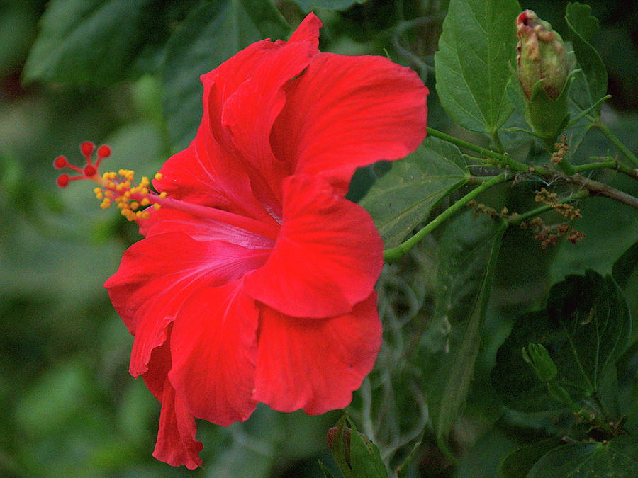 Bright Red Hibiscus Bloom  Photograph by Christopher Mercer