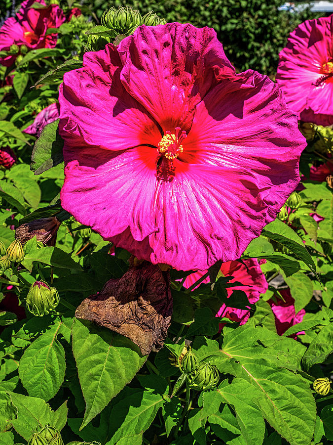 Bright Red Hibiscus Photograph by James C Richardson