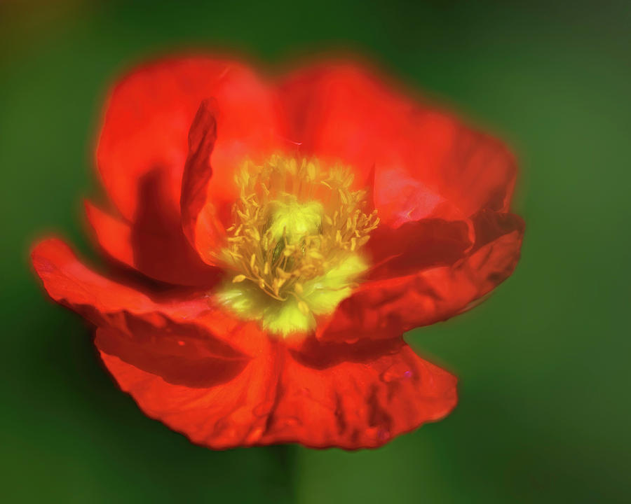 Bright Red Iceland Poppy Photograph