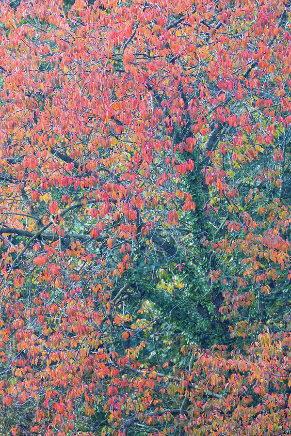 Bright red leaves of Wild Cherry in Autumn Photograph by Anita Nicholson
