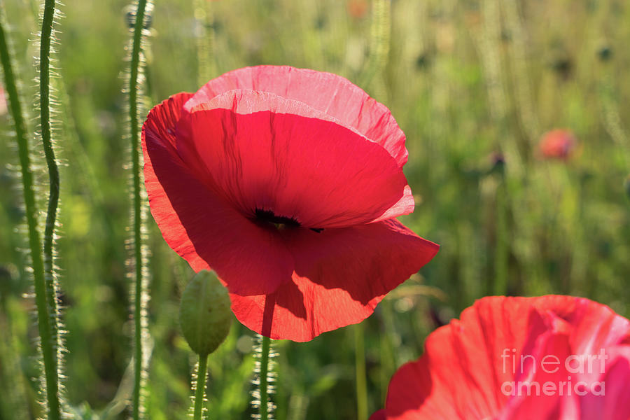Bright red petals of a poppy Photograph by Adriana Mueller