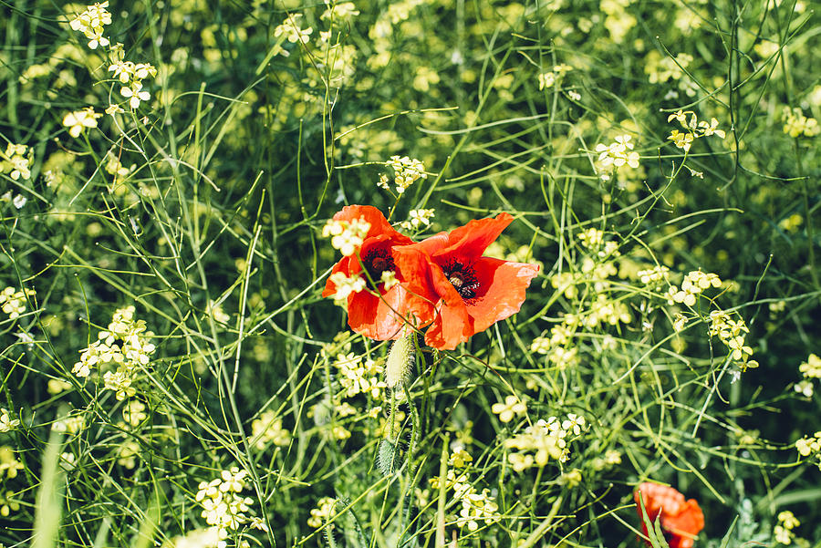 Bright red poppies in rape plant filed Photograph by By Anna Rostova
