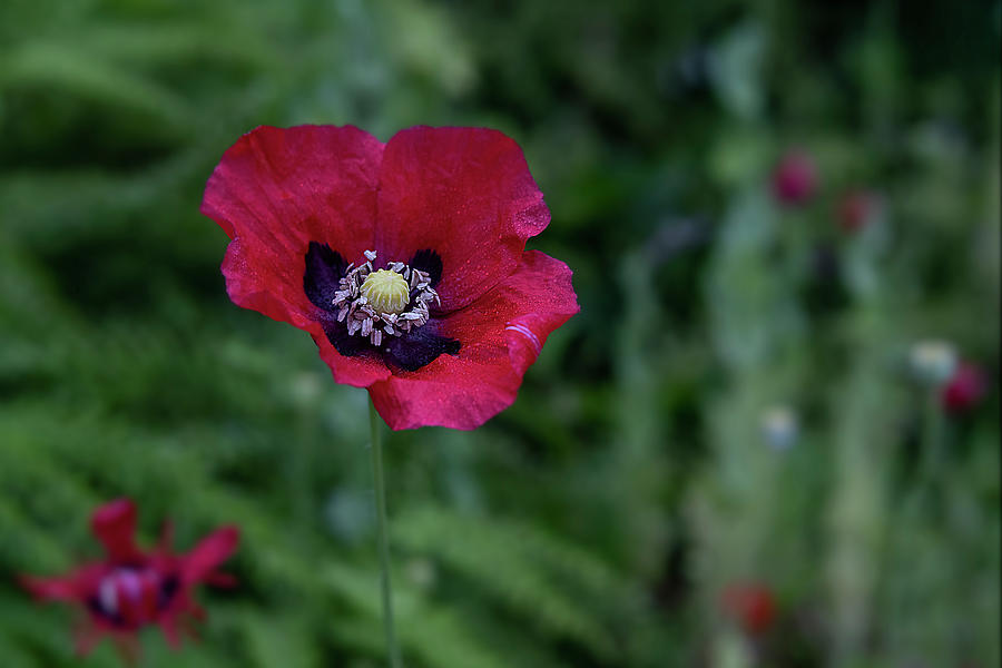 Bright - Red Poppy Art Print Photograph by Lily Malor