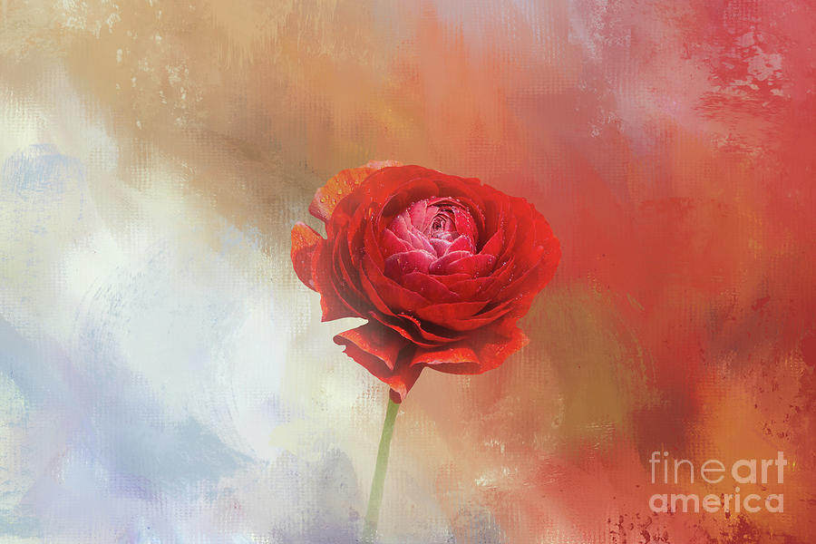 Flower Mixed Media - Bright Red Ranunculus One by Elisabeth Lucas