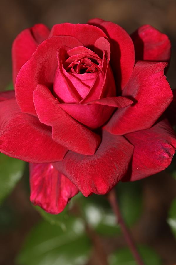 Bright Red Rose Photograph by Mingming Jiang