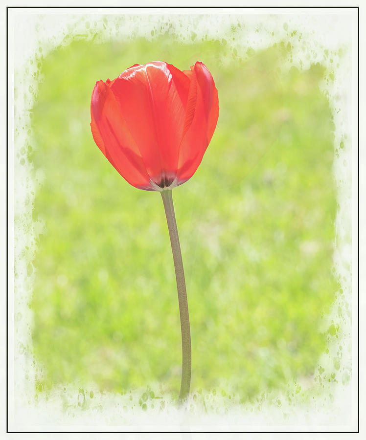 Bright Red Tulip Photograph by Sylvia Goldkranz