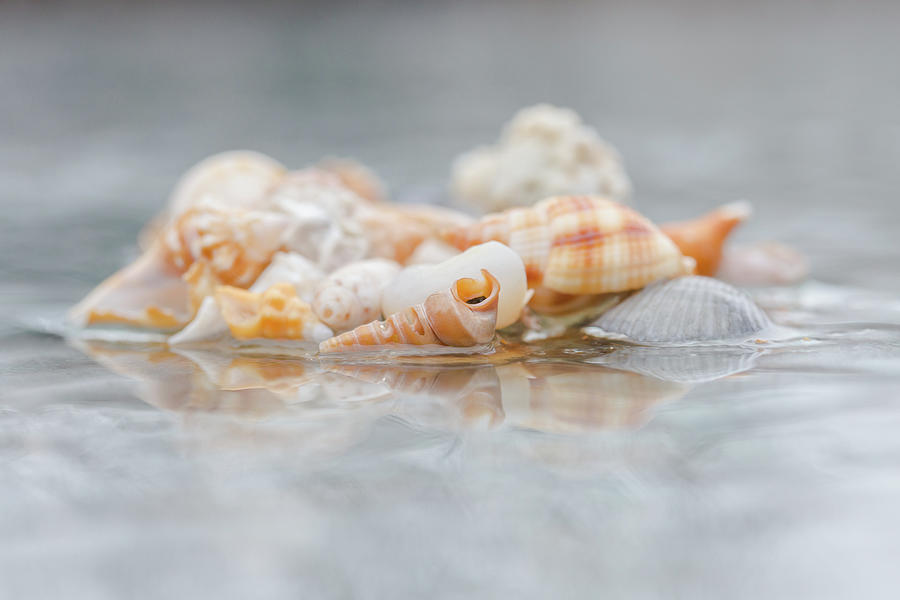 Bright Seashells Photograph by Lauri Novak