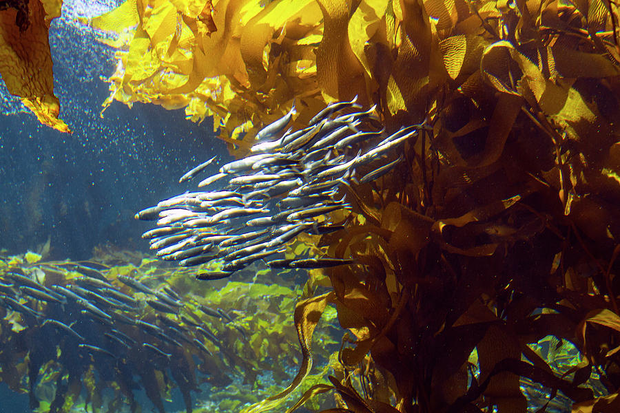 Bright Shiny Sardines with Kelp Photograph by Bonnie Follett