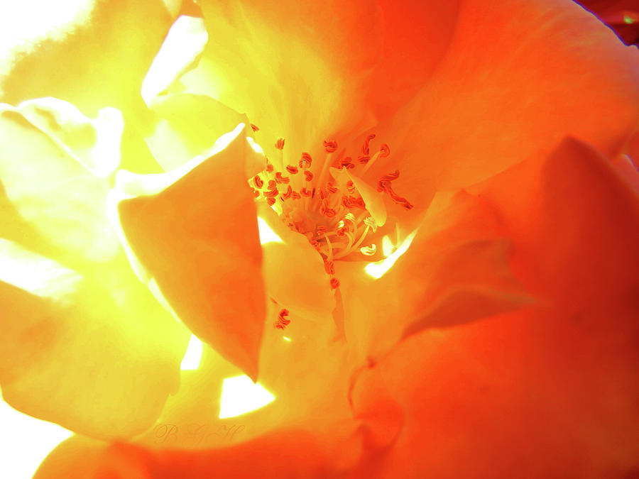 Bright Spot Yellow Orange Rose Glow - Rose Macro - Roses as Art Photograph by Brooks Garten Hauschild