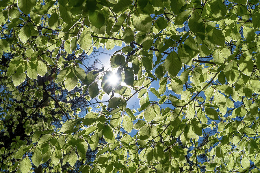 Bright Sun Shines Through Green Leaves Of A Beech Tree Photograph by Andreas Berthold