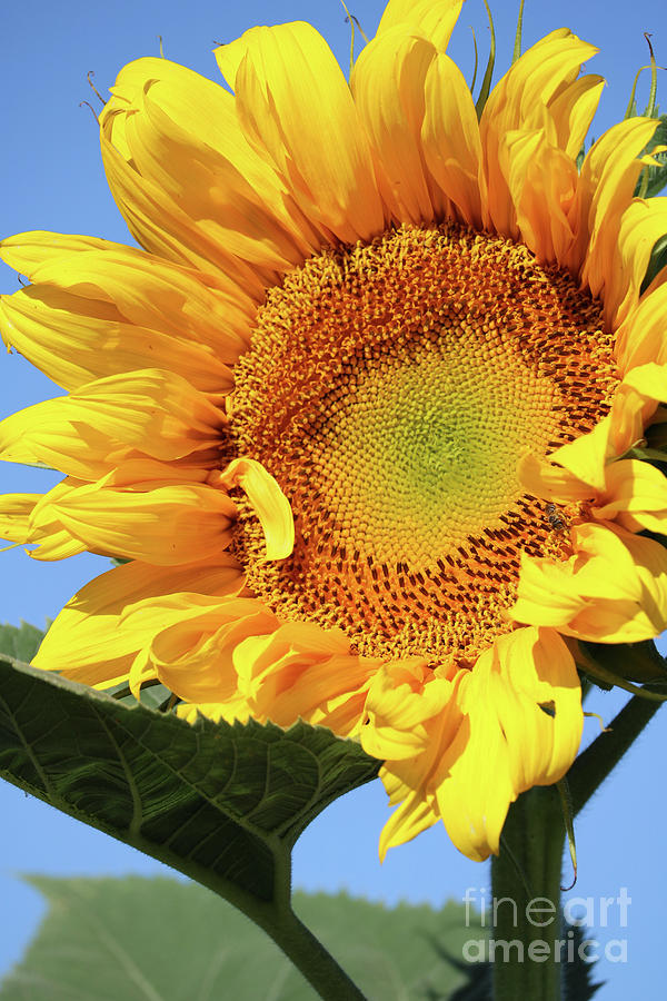 Bright Sunflower Photograph by Carol Groenen