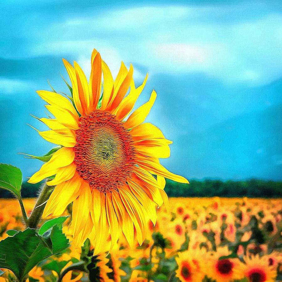 Bright Sunflower Head Photograph by Paul Williams - Fine Art America