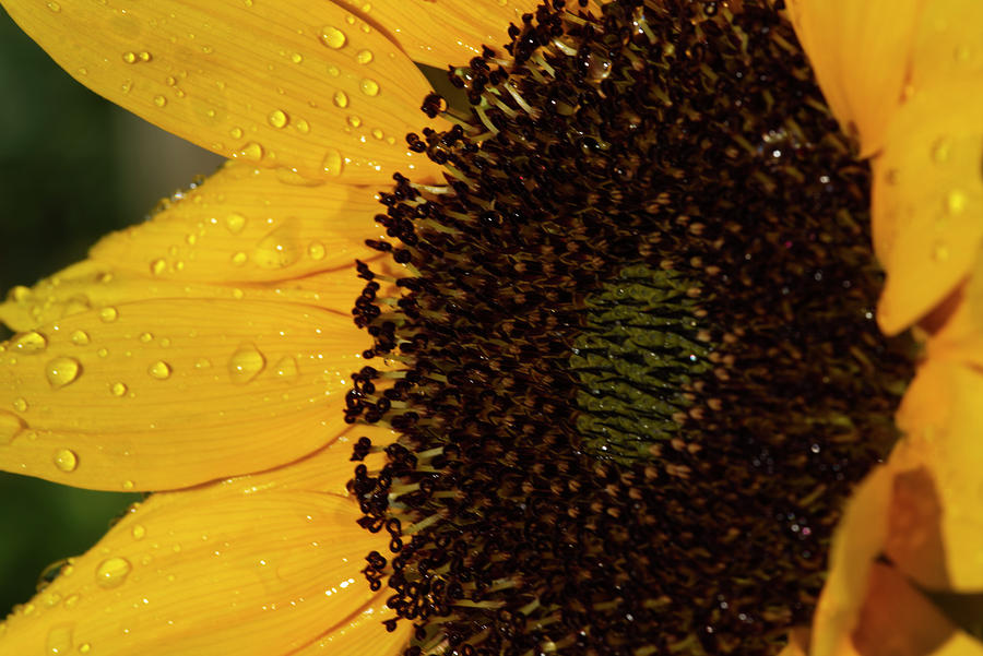 Sunflower Photograph - Bright Sunflower Head with Dew by Iris Richardson