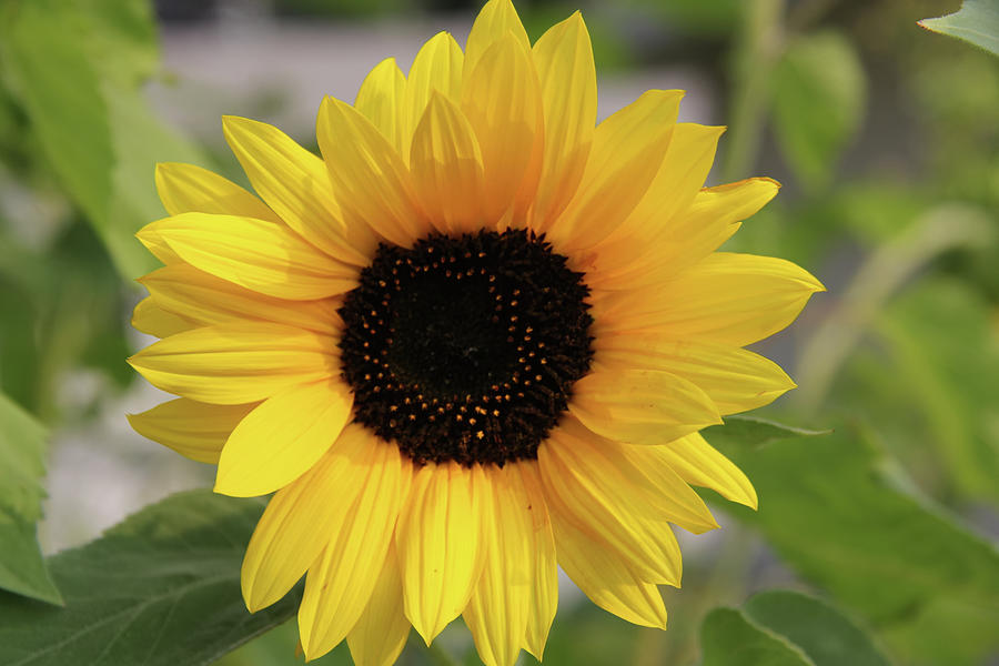 Bright Sunflower Photograph by Kathy Bassett