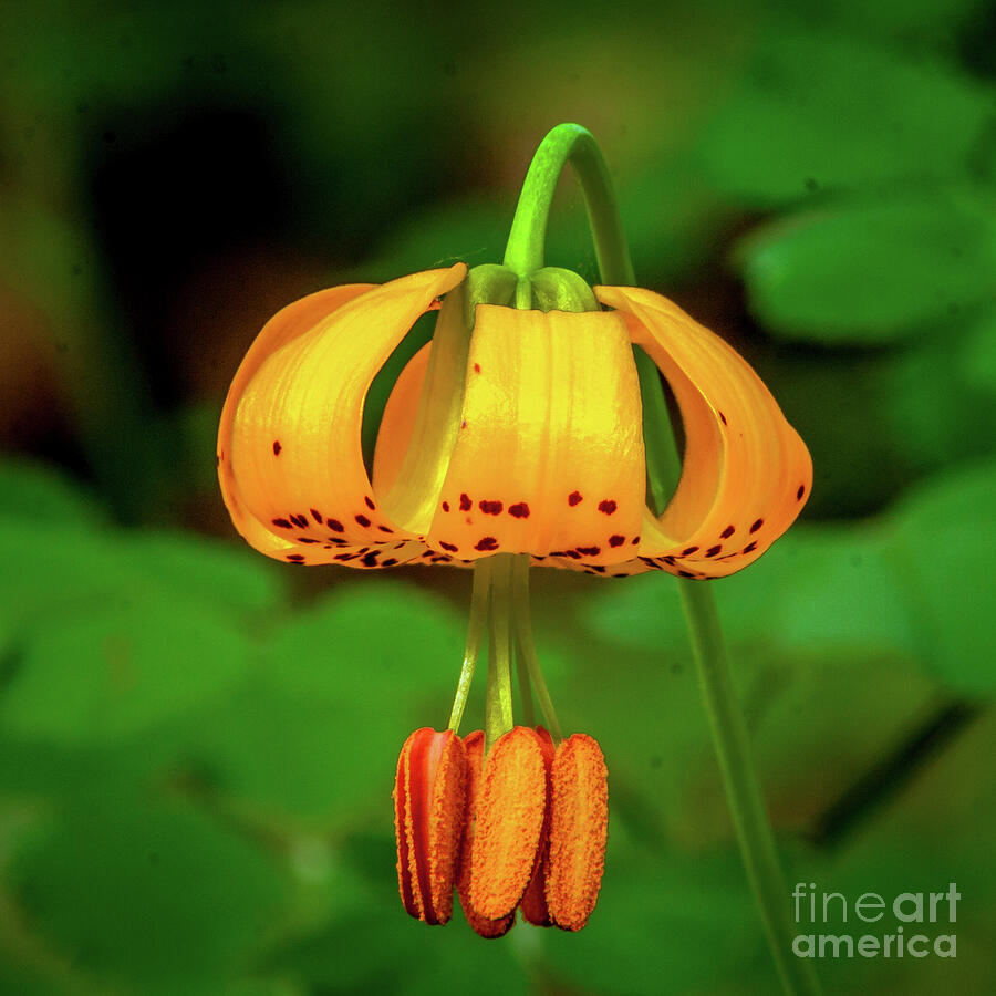Flower Photograph - Bright Tiger Lily Macro by Robert Bales