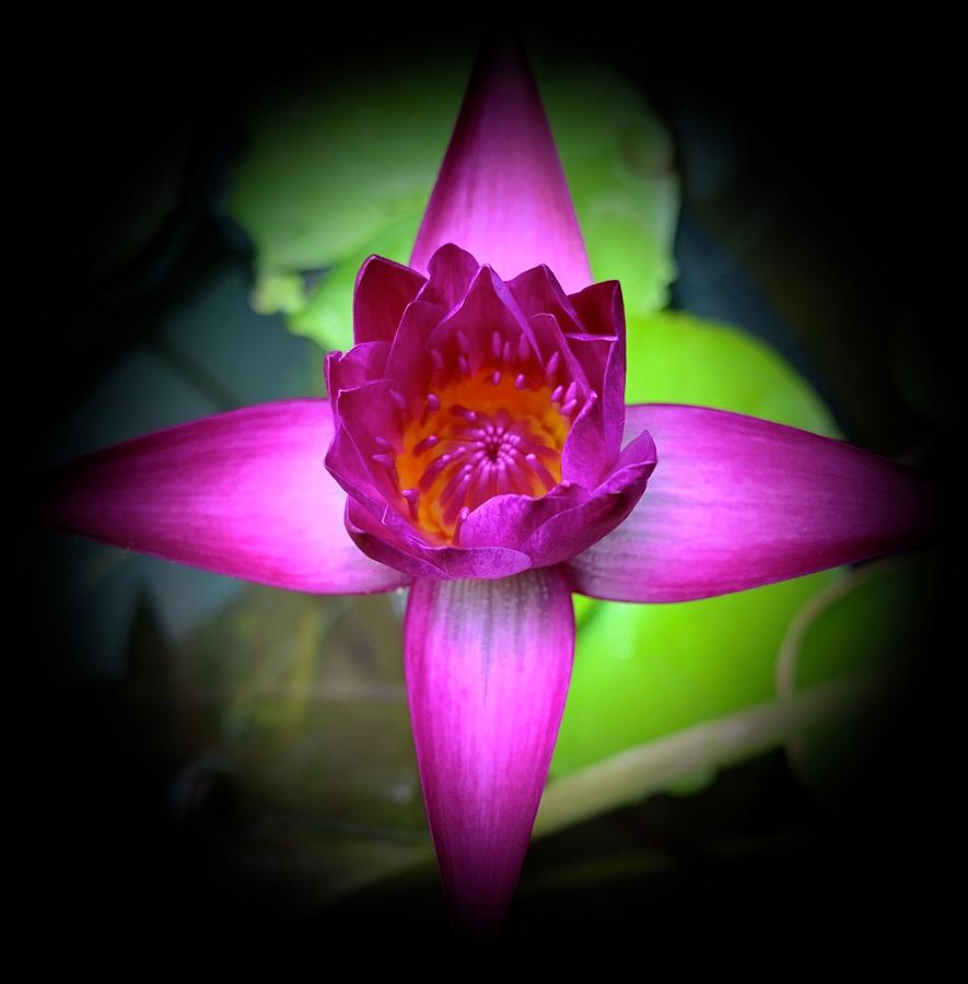 Bright Waterlily with Vignette Effect Photograph by Richard Bryce and Family