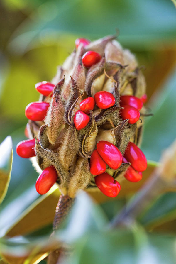 Bright Waxy Red Southern Magnolia Seeds Photograph by Kathy Clark