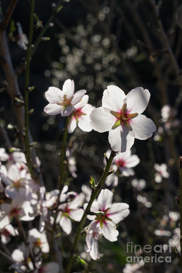 Bright white almond blossoms in the Mediterranean sunlight Photograph by Adriana Mueller
