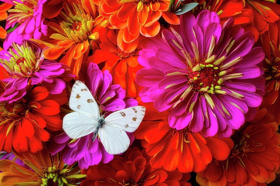 Flower Photograph - Bright White Butterfly On Zinnias by Garry Gay