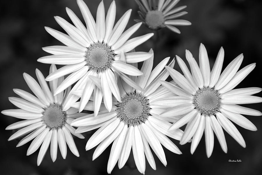 Flower Photograph - Bright White Flowers by Christina Rollo