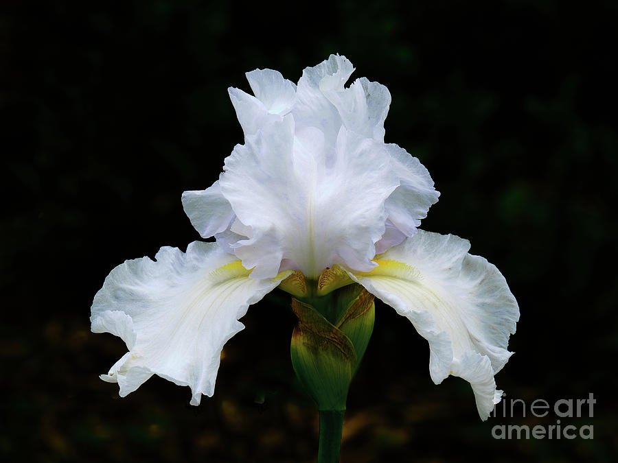 Bright White Iris Photograph by Neil Maclachlan | Fine Art America