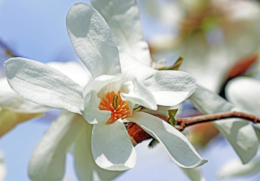 Bright White Magnolia Blossom Photograph by Debbie Oppermann