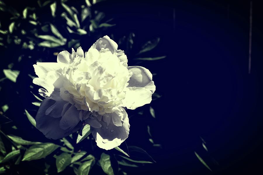 Bright White Peony Photograph by Michelle Calkins