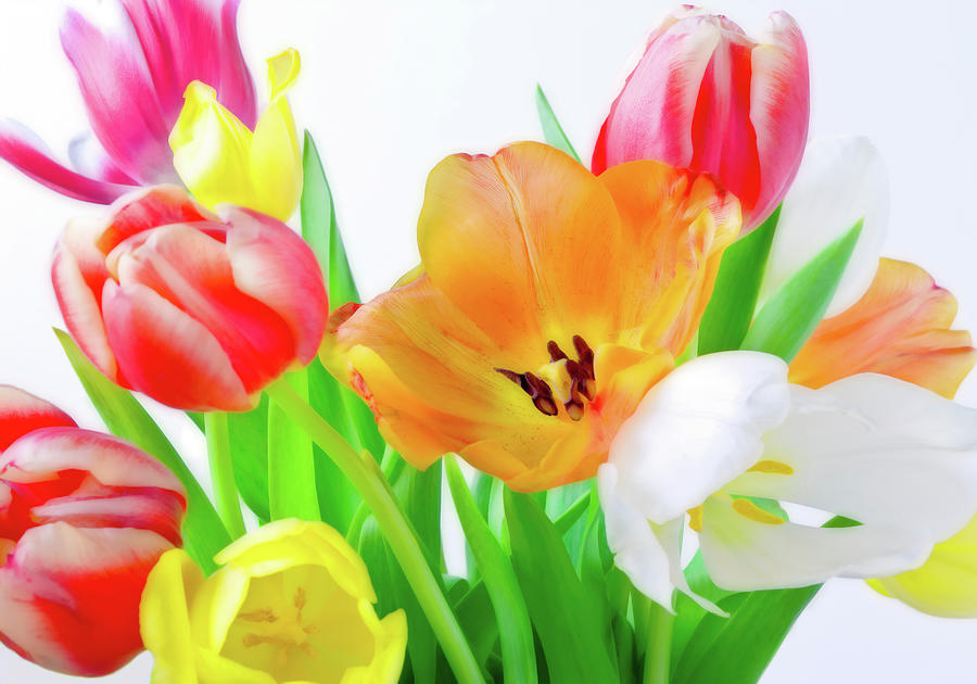 A Colourful Spring Tulips Flowers Image Photo Print By Nadja Drieling Photography Shop Online Art Photograph by Nadja Drieling - Flower- Garden and Nature Photography - Art Shop