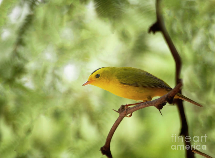 Bright wilsons warbler Photograph by Ruth Jolly