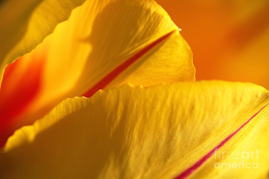 Nature Photograph - Bright Yellow And Red Tulip by Joy Watson